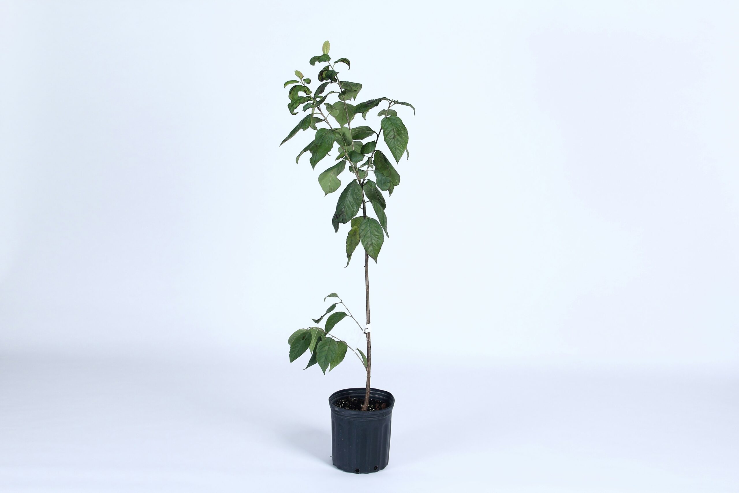 Source: https://unsplash.com/photos/green-plant-on-black-pot-qeHnyL1sa98 Title: Tree Plantation Alt. Title: Eco-Friendly Event Planning Description: A plant pot