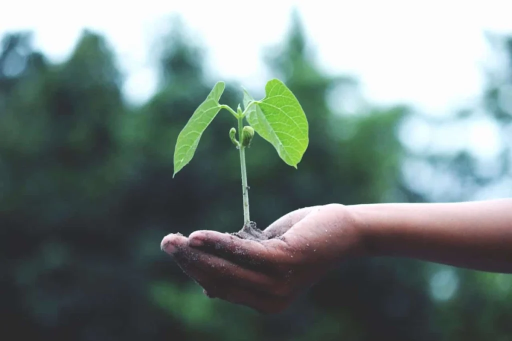 Photo by Akil Mazumder: https://www.pexels.com/photo/person-holding-a-green-plant-1072824/ -- eco-friendly